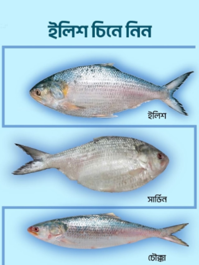 খয়রা-চৌক্কা কিনে ঠকবেন না, খাঁটি ইলিশ চেনার এটাই নিনজা টেকনিক