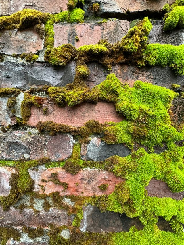 এই জল ছিটিয়ে দিন সিঁড়ি-পাঁচিলে, বর্ষায় একফোঁটা শ্যাওলাও টিকবে না