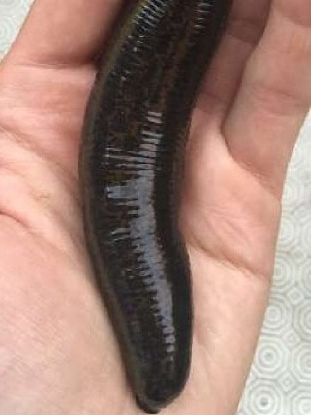 এইগুলো না সরালে বাড়িতেও বাসা বাঁধবে রক্তচোষা জোঁক