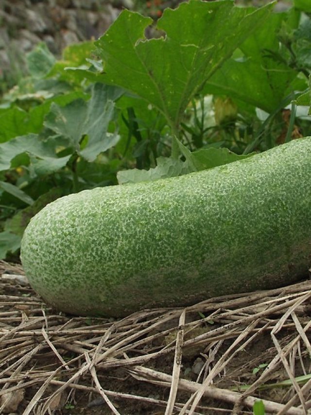 চাল কুমড়োকে ইংরাজিতে কী বলে? গ্যারান্টি জানেন না