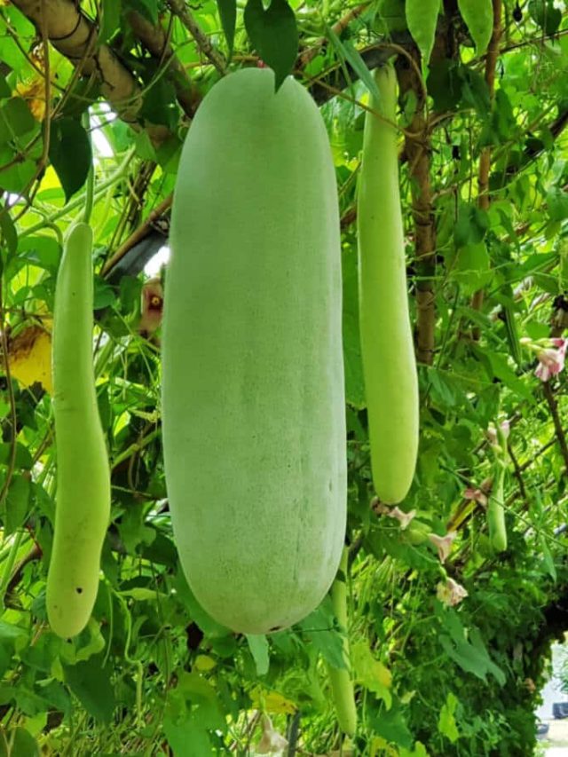 লাউয়ের বীজ খেয়ে ফেলেছেন? ঠিক করলেন তো খেয়ে