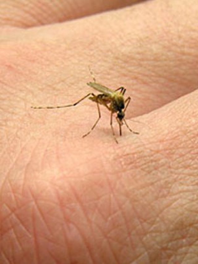 বাগানে শুধু এই গাছটা লাগান, একটা মশাও বাড়িতে ঢুকবে না