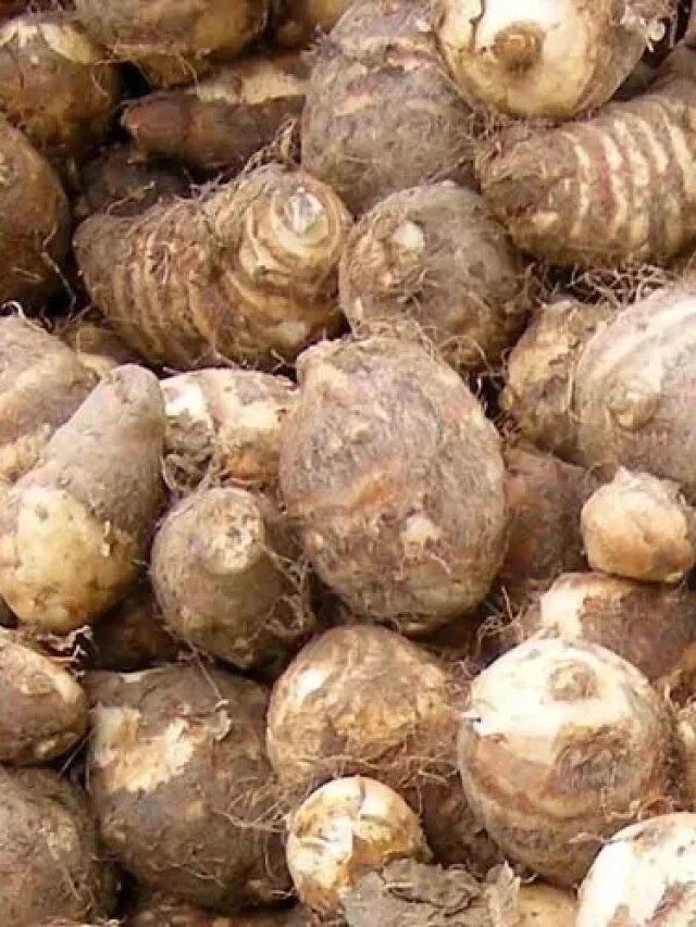 কচুকে ইংরেজিতে কী বলে জানেন?