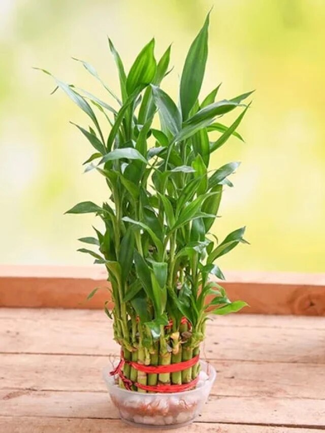 টাকার পাহাড় স্বচক্ষে দেখবেন, বাড়ির এদিকে রাখুন 'লাকি বাম্বু'