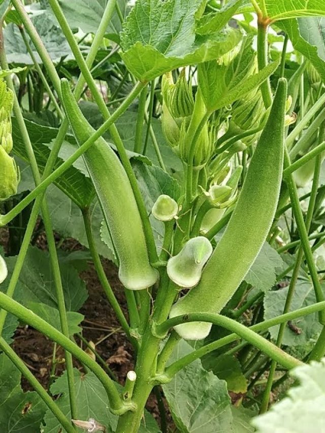 বাড়ির বারান্দার টবেই হবে ঢেঁড়শ গাছ, এই টিপস মানলে আর যেতে হবে না বাজার
