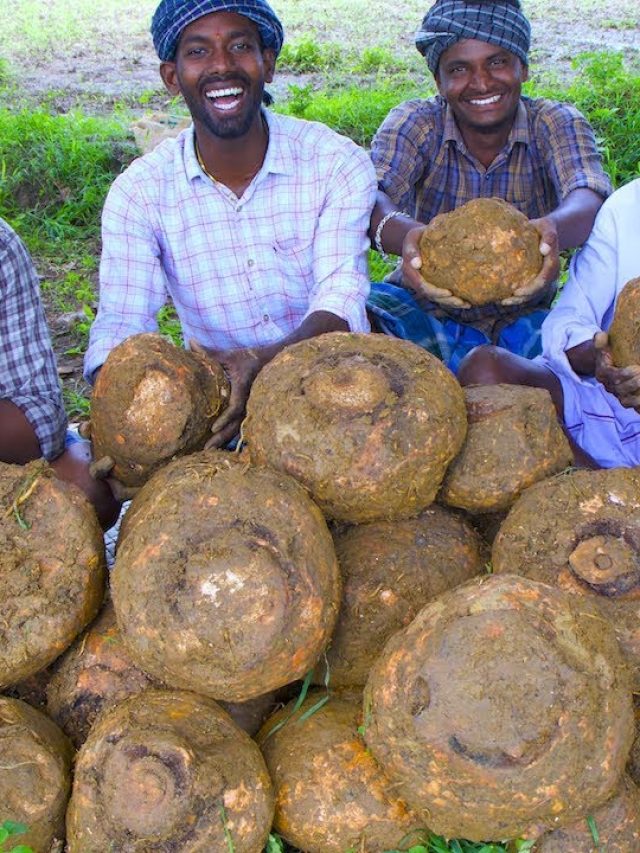 ওলকে ইংরাজিতে কী বলে? গলা ধরতেই পারে যদি না জানেন