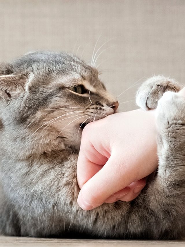 বিড়াল আঁচড়ে-কামড়ে দিলে কী করবেন? এই ৬ কাজ জরুরি