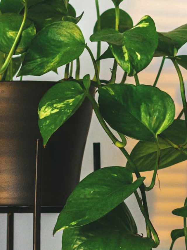 বাস্তু মতে মানিপ্ল্যান্টের টব বাড়ির এই দিকে রাখা উচিত