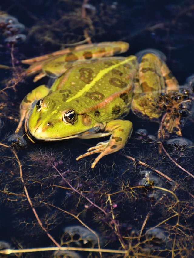 বর্ষায় যখন তখন ঘরে ঢুকে পড়তে পারে ব্যাঙ, ভাগানোর ৫ উপায় জেনে রাখুন