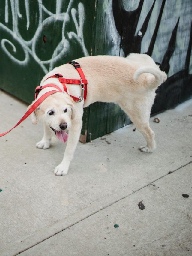 গাড়ির টায়ার-পোল পেলেই পাঁ উঁচিয়ে প্রস্রাব করে কুকুরেরা, কারণ জানেন?