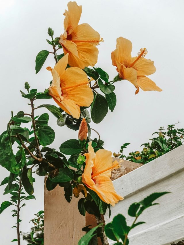 ফুলে ভরবে গাছ, সাঁই-সাঁই করে বাড়বে, ভরবে কচি পাতায়, করুন এই ছোট্ট জিনিস