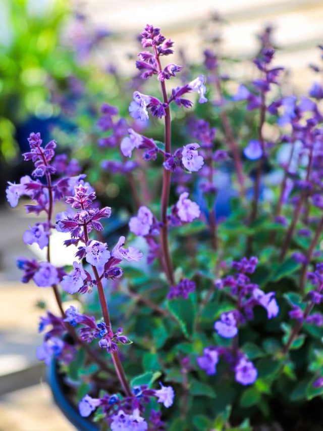 বারান্দায় লাগান এসব গাছ, ঘরের আশেপাশে ঘুরবে না একটাও মশা