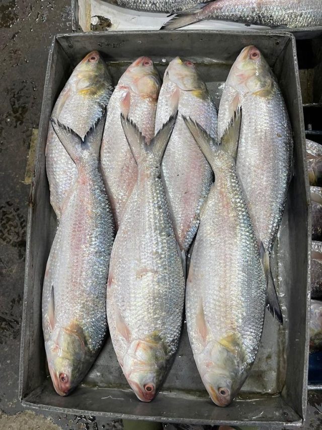 ইলিশে এই ৫ জিনিস না থাকলে কিনবেন না, জেনে রাখুন