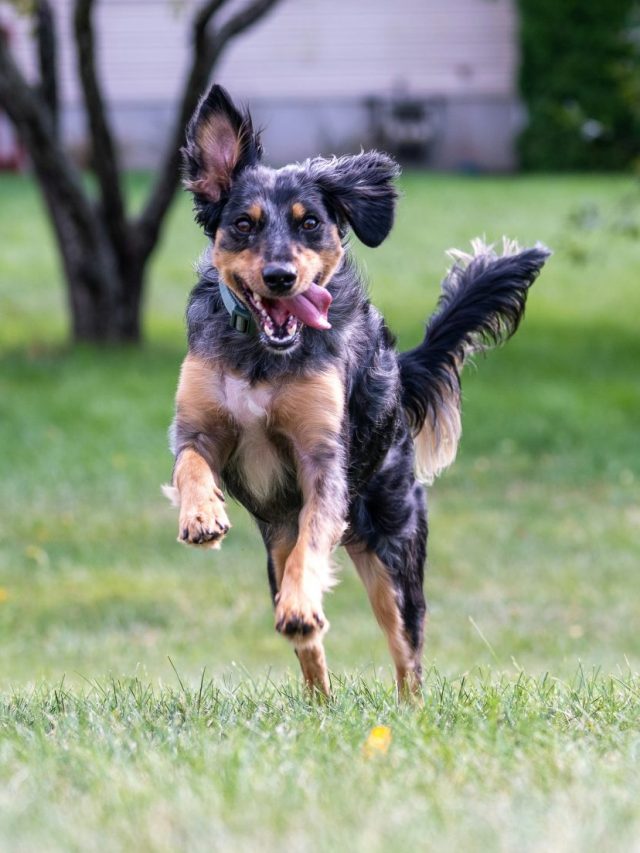ফাঁকা রাস্তায় সাইকেলের পিছনে আর তাড়া করবে না কুকুর, শিখে নিন নিনজা টেকনিক