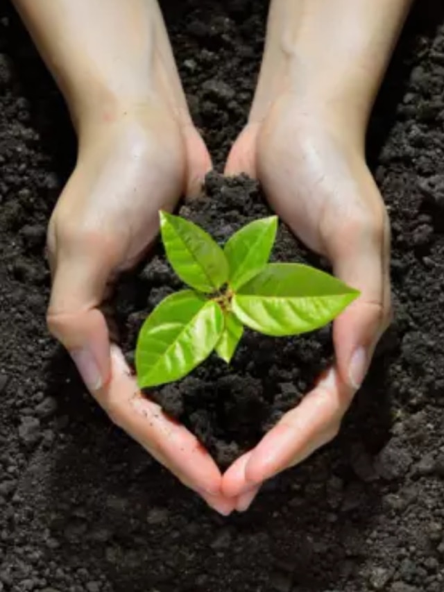 বাড়িতে লাগান এই গাছ, সুখ-শান্তি উপচে পড়বে!