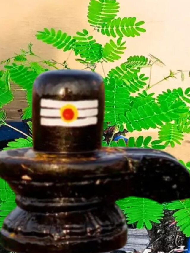 বর্ষায় বাড়িতে লাগান শিবের প্রিয় এই গাছ, সব বাধা হবে দূর