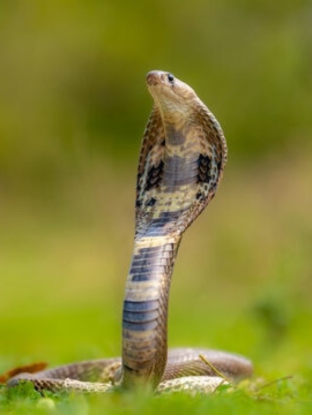 আপনার বাড়িতে সাপ কতদিন লুকিয়ে থাকতে পারে? জানাটা জরুরি