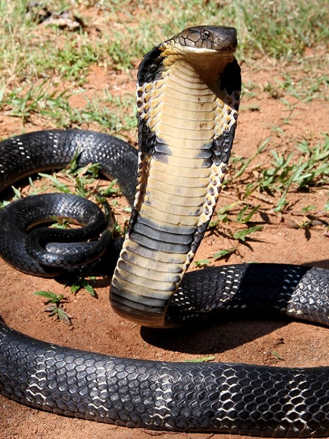 ঘরে ঢুকে বসে আছে আস্ত একটা সাপ, বুঝবেন মাটির গন্ধেই