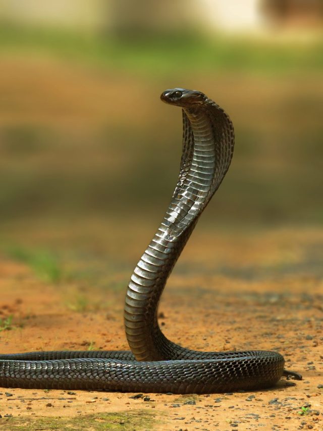 দেওয়ালে সাপ আছে কিনা কীভাবে বুঝবেন? জানাটা খুব জরুরি