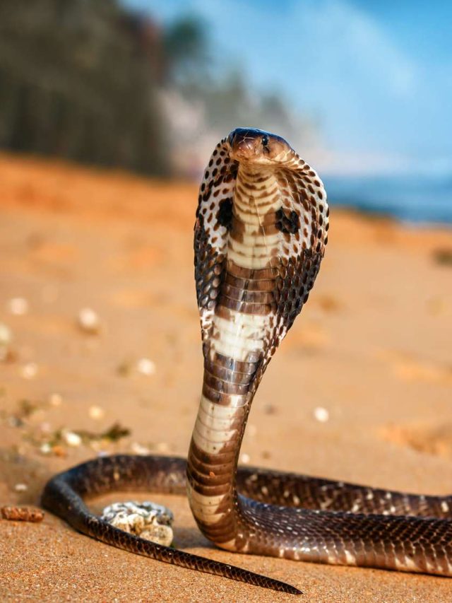 এই দেশে একটাও সাপ নেই, উত্তর জানলে অবাক হবেন