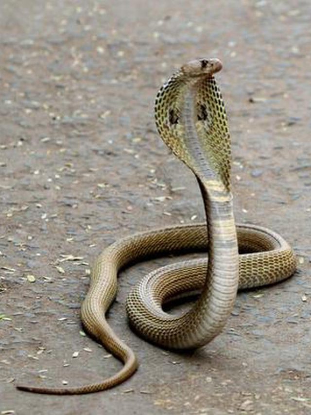 দুধ-কলা দিয়ে কালসাপ পোষা, সাপ কি সত্যিই দুধ খায়?