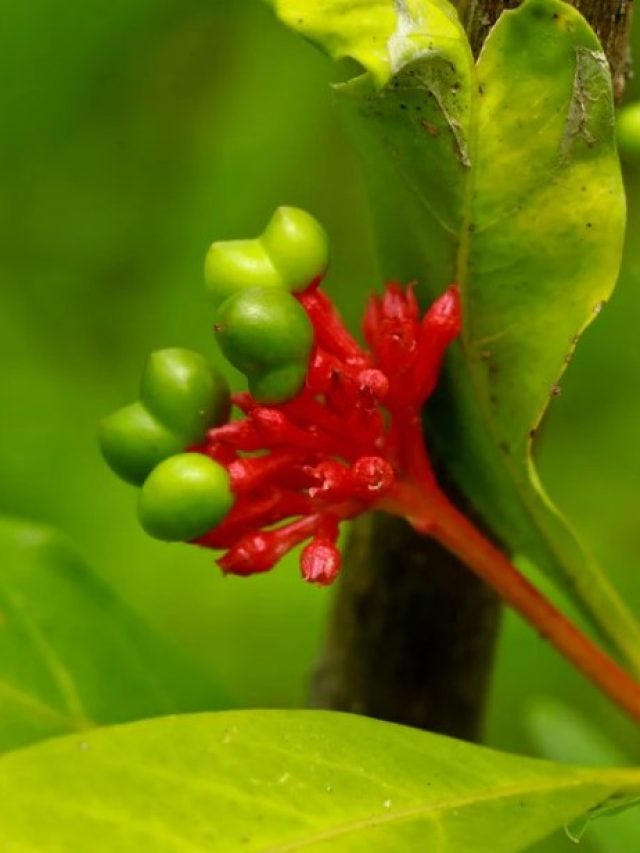এই গাছের গন্ধে সাপ ঘেঁষবে না বাড়ির কাছে, চিনে নিন এখনই
