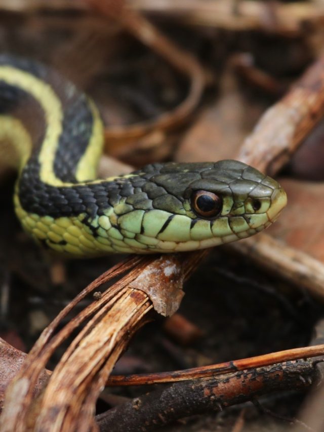 সাপ সত্যিই কী মানুষকে তাড়া করে? ৯৯ শতাংশ এই ভুল করেন