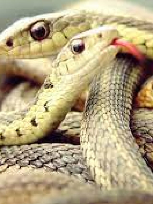 বাড়ির আশেপাশে এই ৫ গাছ থাকলেই ঘরে সাপ ঢোকে, সাবধান!