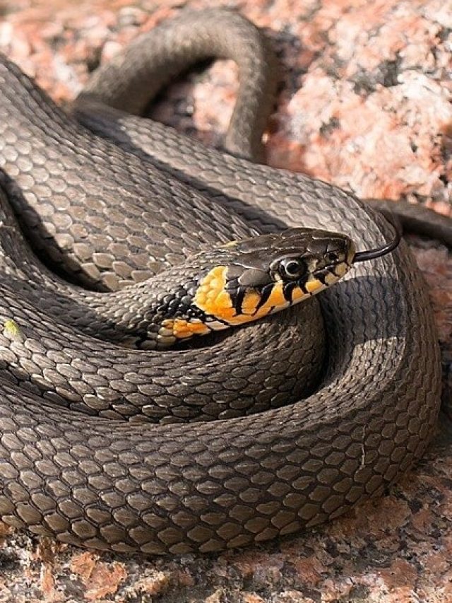 সাপ কেন বারবার জিভ বের করে? জানলে অবাক হবেন