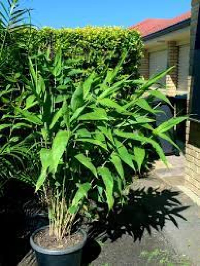 মানিপ্ল্যান্ট নয়, এই গাছই টাকার গাছ, অনেকেই জানেন না