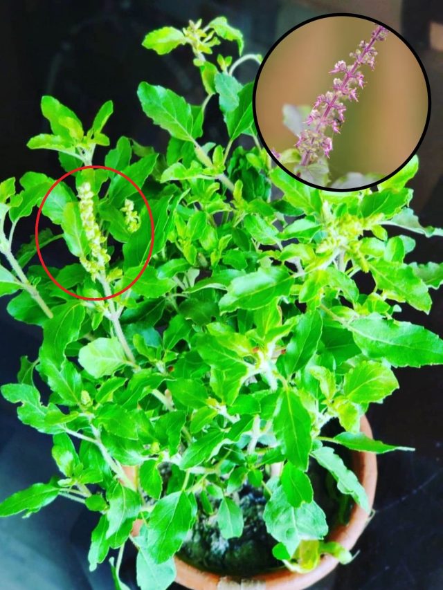 तुलसी में निकली मंजरी से आज कर लें ये एक काम, बढ़ने लगेगा बैंक-बैलेंस