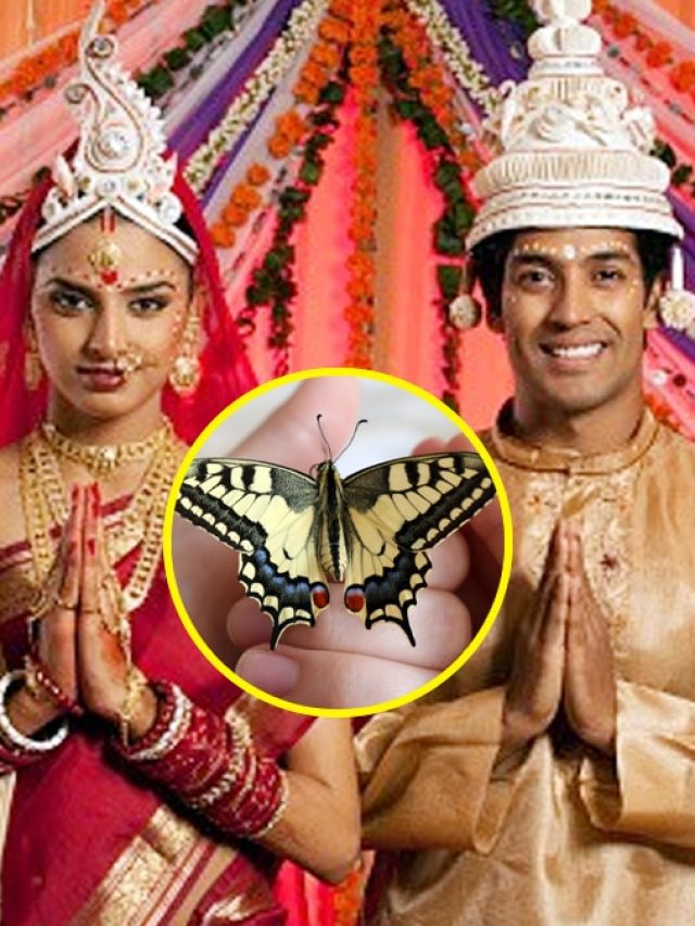 'শ্রীশ্রী প্রজাপতয়ে নমঃ'! গায়ে প্রজাপতি বসলে কি সত্যি তাড়াতাড়ি বিয়ে হয়?