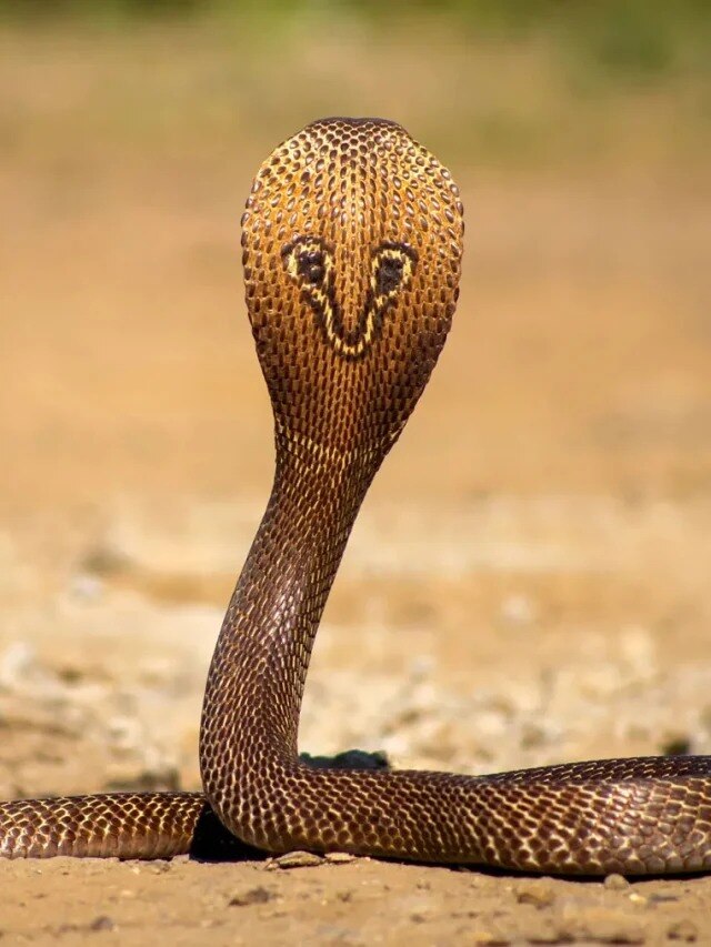 অ্যাসিড নয়, লবঙ্গ এভাবে ব্যবহার করলেই পালাবে সাপ