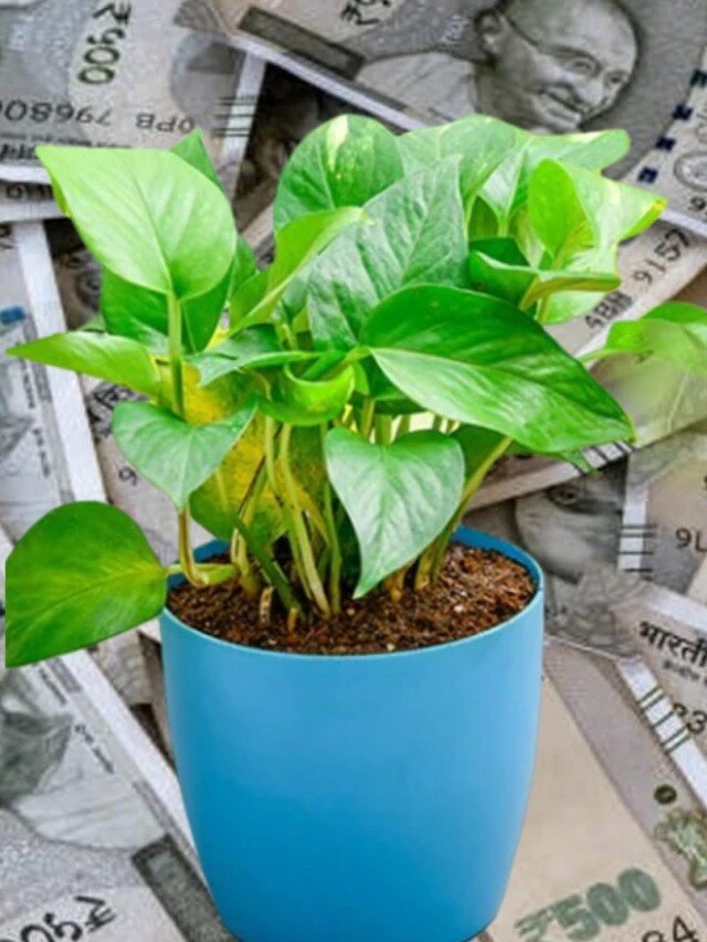 আর্থিক সমস্যায় ভুগছেন? বাড়িতে এই গাছ লাগালেই হবে সমাধান