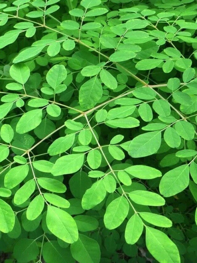 বাংলার এই গাছের পাতা-কাণ্ড মহাষৌধি, বাড়ায় পুরুষত্ব; পালায় প্রেসার-সুগার