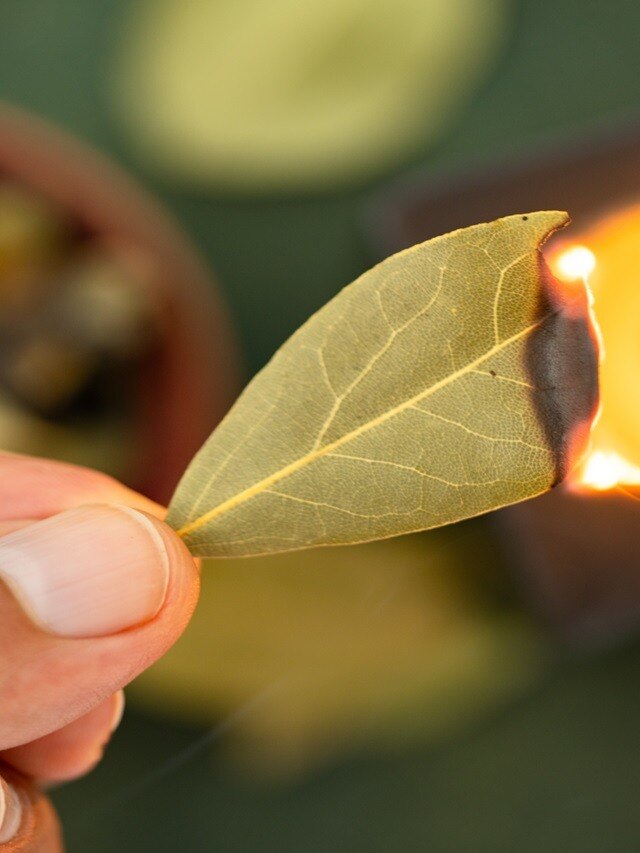 প্রতি রাতে রান্নাঘরে পোড়ান এই পাতা, ঘর ভরে উঠবে টাকায়