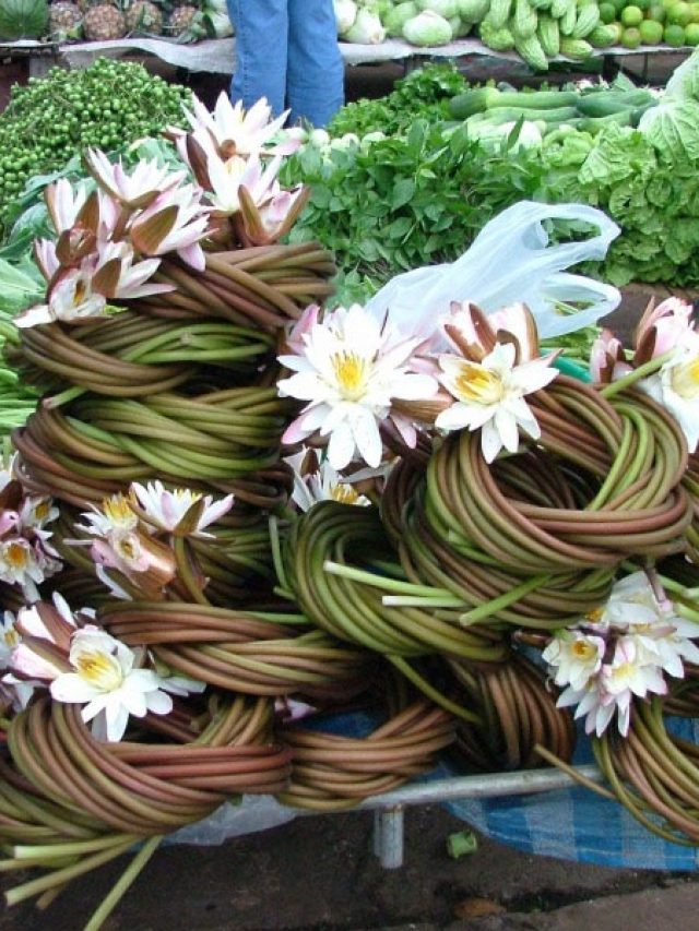 শাপলার ডাটার ৯ উপকার? জানলে রোজ চচ্চড়ি করে খাবেন