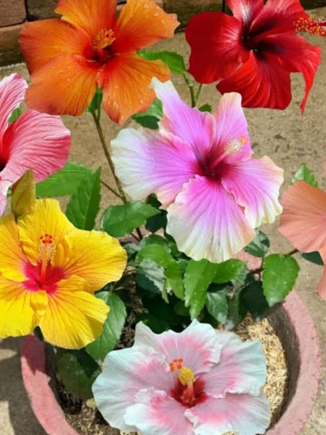 এক গাছেই  ফুটবে নানা রকমের জবা, মালি বলে দিলেন 'সিক্রেট'