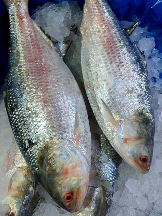 ভাল মাছ হবে পটলের মতো, বাজারের সেরা ইলিশ কেনার ৫ দুর্দান্ত টিপস