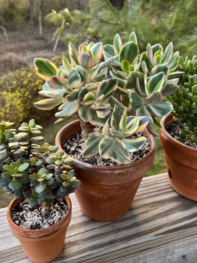 মানি প্ল্যান্টের থেকেও ভাল, এই গাছ চুম্বকের মতো টাকা টানে