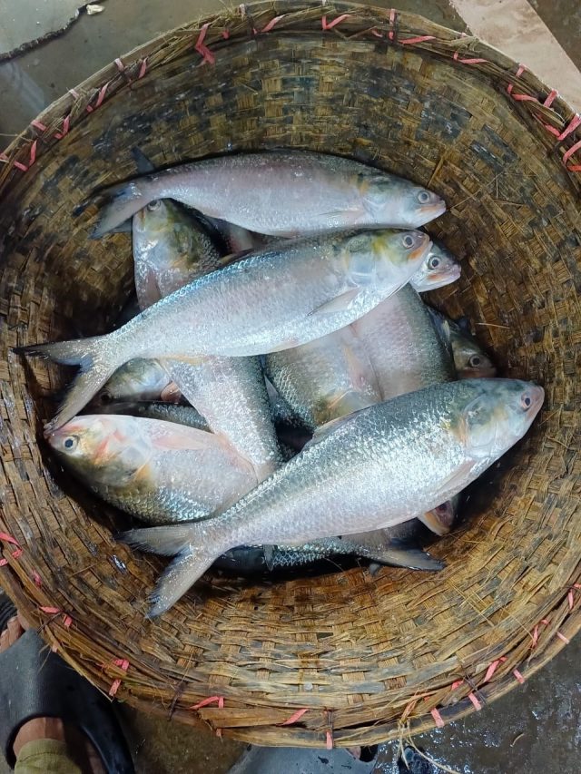 ঠিক কত সাইজের ইলিশ খেতে সবচেয়ে ভাল হয়? জেনে নিন