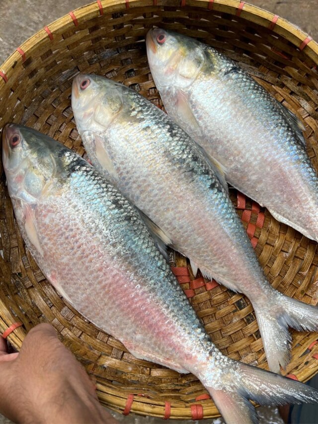 এই সাইজের ইলিশ সবচেয়ে টেস্টি হয়? অনেক লোকই জানেন না