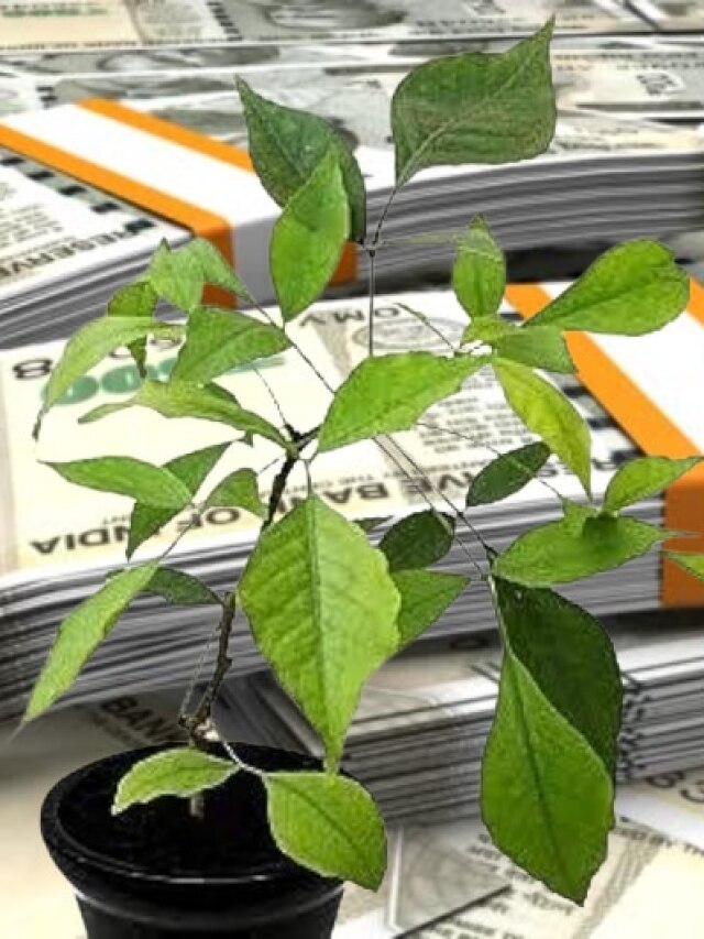 তুলসী-মানি প্ল্যান্ট সব ফেল, এই গাছ লাগালে অর্থভাগ্য তুঙ্গে থাকবে