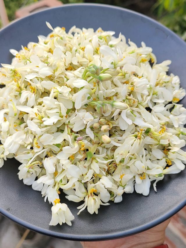 সজনে ফুল হল অমৃত, খেলে এসব উপকার পাওয়া যায়