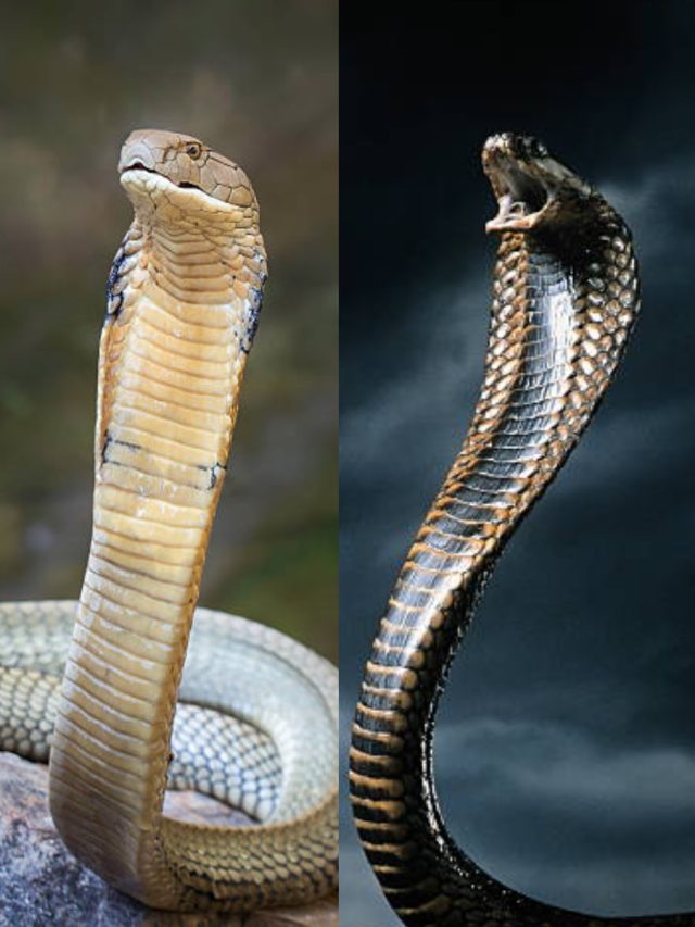 কোবরা নাকি কিং কোবরা, ঘরে ঢুকে পড়লে চিনবেন কীভাবে? জানুন