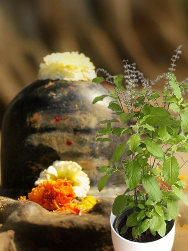 শিবলিঙ্গে নিবেদন করুন তুলসীর এই অংশ, সুখে ভরবে ঘর!