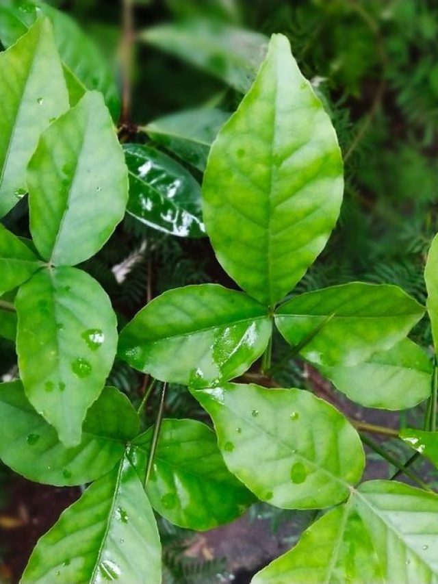 গাছ নেতিয়ে, পাতা হলদে হয়ে যাচ্ছে? বাঁচানোর টিপস দিলেন অভিজ্ঞ বাগানী