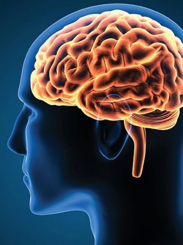 এই মাছ ভাজা খাওয়ান সন্তানকে,  স্মৃতিশক্তি হবে তুখোড়