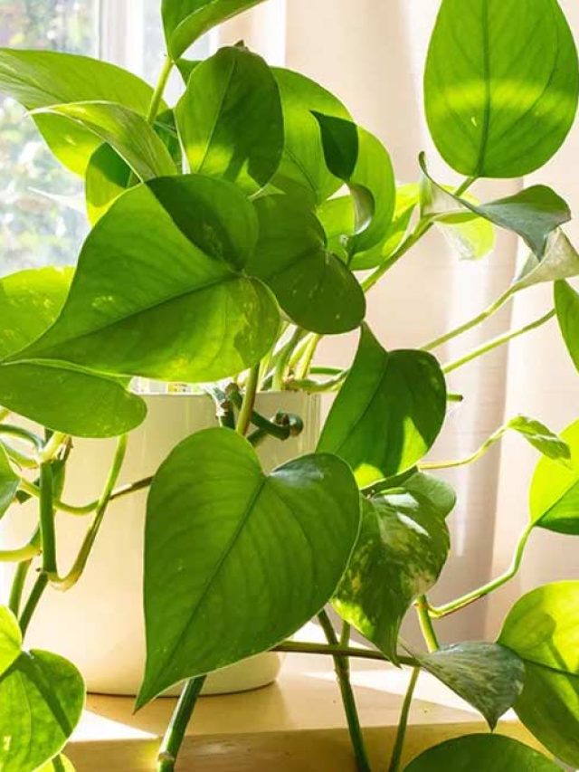 মানি প্ল্যান্ট রাখার সঠিক দিক এটিই, টাকা-পয়সার কমতি হবে না