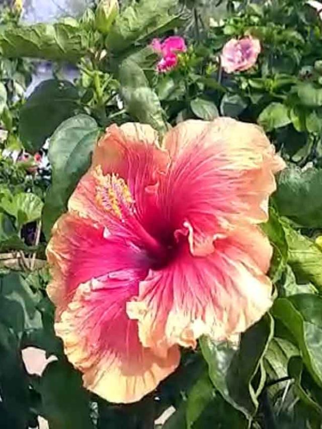 একবার দিন এই ফলের খোসা, শীতেও জবা ফুলের গ্রোথ উপচে পড়বে